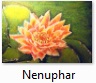 Nenuphar.jpg
